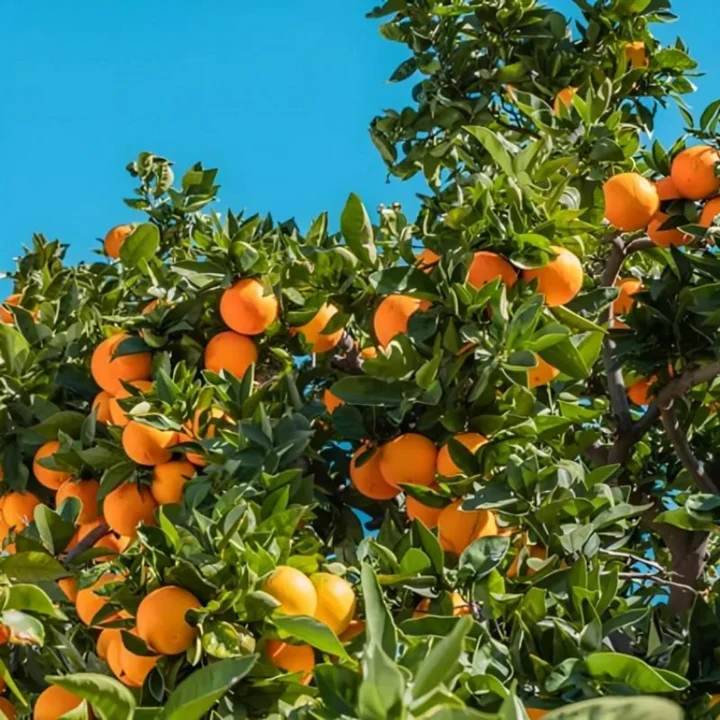 Nagpur Orange Plant